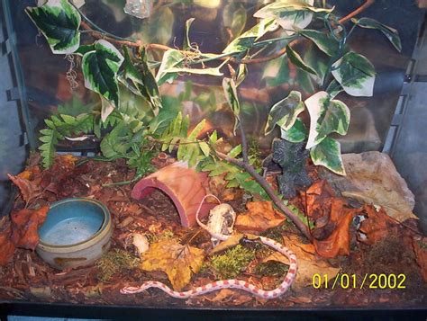 Corn Snake Habitat | Baby corn snake habitat. | By: Dark & Morbid | Flickr - Photo Sharing!