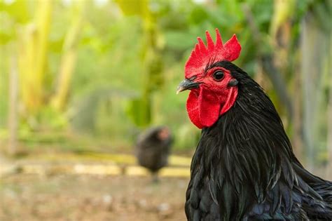 Australorp: Egg Laying, Colors, Characteristics And More… | Chickens ...