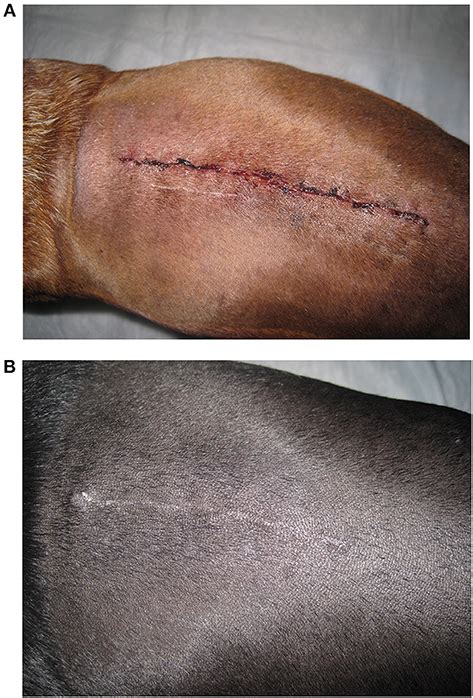 Frontiers | Laser Therapy for Incision Healing in 9 Dogs