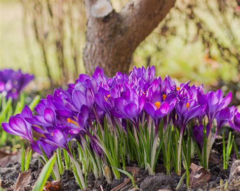 Crocus tommasinianus 'Ruby Giant' bulbs — Buy online at Farmer Gracy