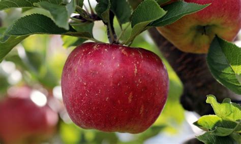 10 Best Places for Apple Picking Massachusetts - Days Out On The Farm