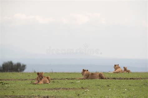 A Lion Pride Resting in the Grassland of Masai Mara, Kenya Stock Photo ...