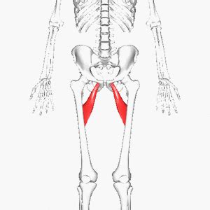 Adductor Brevis - Physiopedia