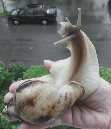 Pin by 🌹bella🌹 on caracol in 2023 | African snail, Giant african land snails, Snail