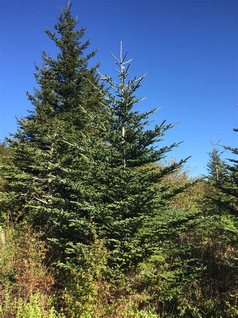 Fraser Fir | Medium Tree Seedling – SequoiaTrees.com