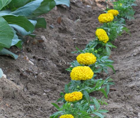 Marigolds are a wonderful natural pest repellent. | Garden pests, Lawn ...