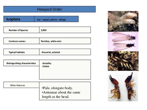 Dictyoptera and Isoptera