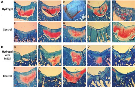 Safranin-O staining of sections from (A) the hydrogel group and (B) the ...