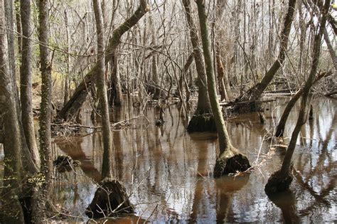 Alapaha River | River, Wildlife, Photo