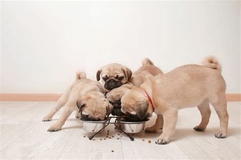 Pug Feeding Chart: What To Feed Your Pug Bug