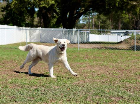 Dog Daycare & Boarding | Red Fern Pet Lodge | Ocala, FL