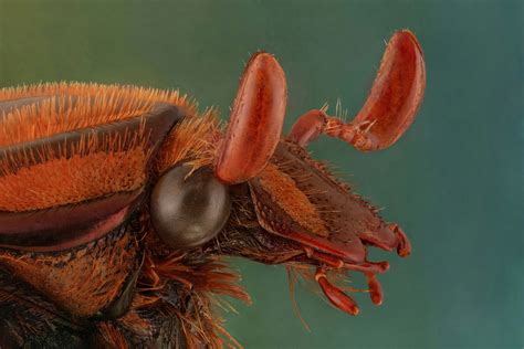 Fstoppers Interviews a Renowned Insect Photographer With a Phobia of ...