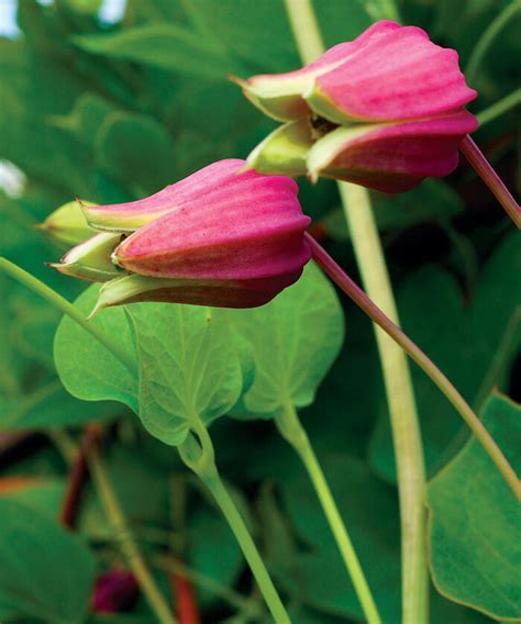 Peak-Season Perennials for the South - Fine Gardening