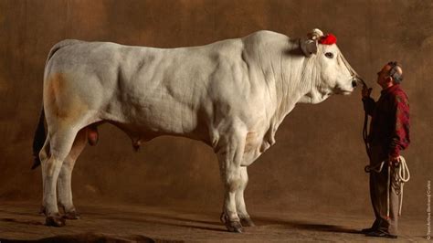 Chianina bull - Google Search | Where's The Beef ? | Pinterest