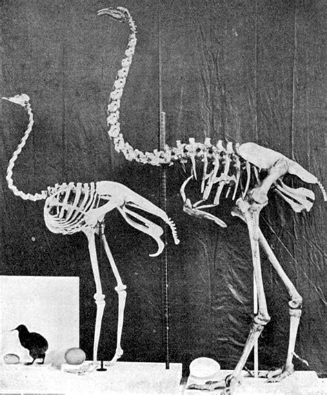 The Moa | Extinct animals, Animals, Pet birds