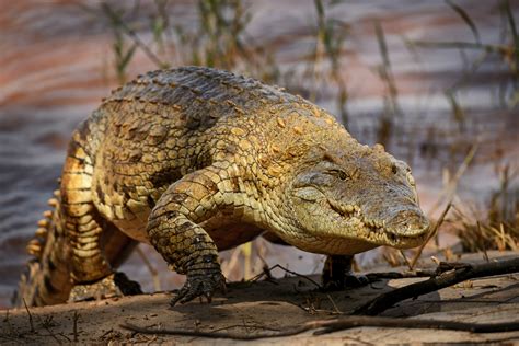 Professora Evelyn: Crocodilo-do-nilo