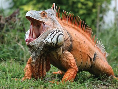 Common iguana | lizard | Britannica