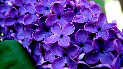 Purple Flowers Wallpapers - Wallpaper Cave