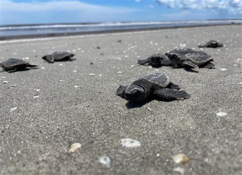 First sea turtle nest hatches on Jekyll Island – 95.1 WAPE