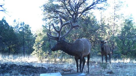 Up close photos of New Mexico wildlife at drinker