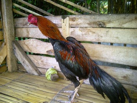 Ayam Aduan Garut: ayam bangkok taji gila