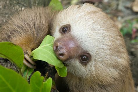 What Do Sloths Eat? Sloth Diet, Food, and Digestion - SloCo