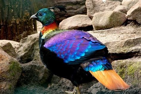 Gorgeous and unusual birds - Enjoy your life