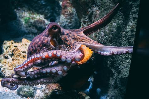 Squid Vs Octopus: What is the difference? - The Scuba News