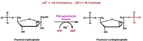 Phosphofructokinase - Alchetron, The Free Social Encyclopedia