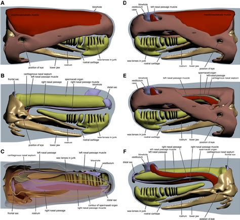 Three-dimensional reconstruction of the head of an adult sperm whale.... | Download Scientific ...