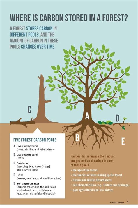 Forest Carbon and Options for Management: For Landowners | The Smokey Wire : National Forest ...