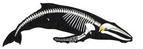 whale skeleton | Whale, Whale art, Humpback whale