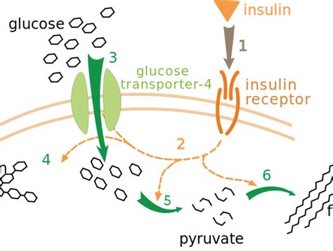 Difference Between Insulin and Glucagon | Definition, Role, Associated ...