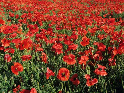 Add Colorful Poppies to Your Garden | HGTV