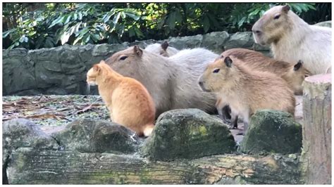 Oyen the Orange Cat Is Officially Part of This Malaysian Capybara Herd | The Mary Sue