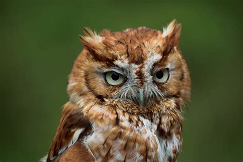 Profile Of An Eastern Screech Owl - City Wildlife