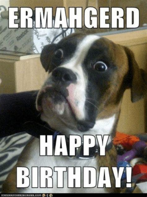 happy birthday dog memes – Happy Birthday Memes