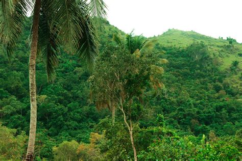 Free Images : green, mountain, vegetation, tropical and subtropical coniferous forests, jungle ...