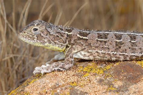 These 20 Australian reptiles are set to disappear by 2040 - Australian Geographic