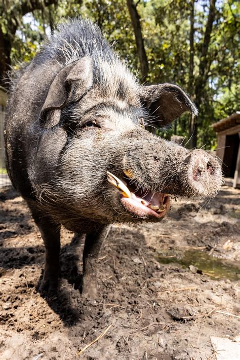 Saving the Hogs of Ossabaw Island - Gastro Obscura