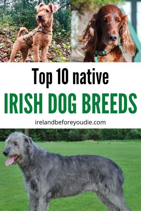 The top 10 native (and ADORABLE) Irish dog breeds | Irish dog, Irish ...