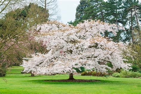 Cambridge University Botanic Garden (Cambridge) - Visitor Information ...