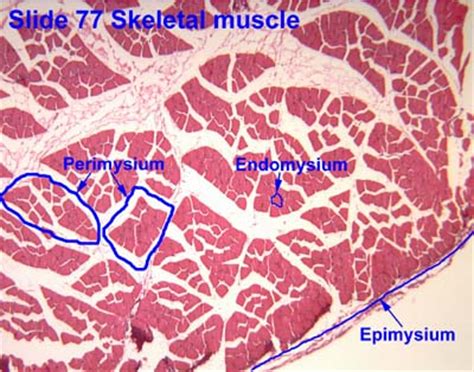 Endomysium Of Skeletal Muscle