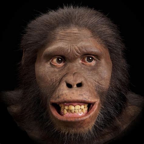 Australopithecus africanus | The Smithsonian Institution's Human ...