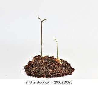 White Background Picture Rambutan Seedling Growth Stock Photo ...