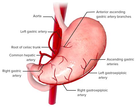 Venous Drainage Of Intestines