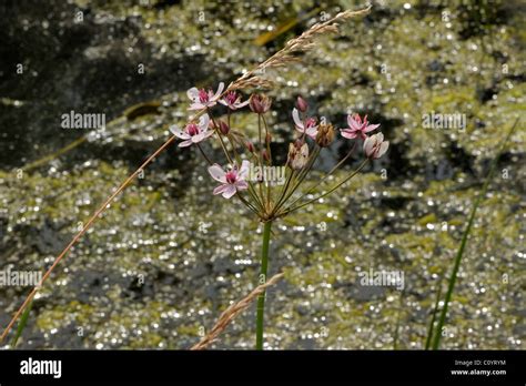 Flowering-rush, butomus umbellatus Stock Photo - Alamy