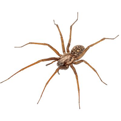 How Spiders Get Into Homes in New Jersey - ChemTec Pest Control