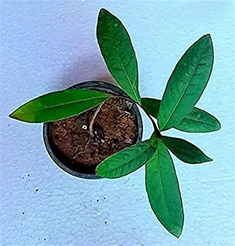 Natural Terminalia Arjuna Plant, For Plantation at Rs 1/piece in Shillong