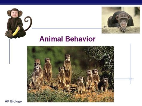 Animal Behavior AP Biology What is behavior Behavior